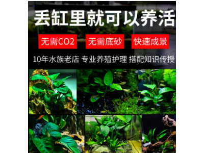 鱼缸水族箱造景套餐水榕沉木活体真草莫斯植物蜈蚣草增氧懒人水草